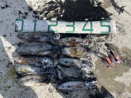 2025 佐渡ヶ島エギング Vol.19【…